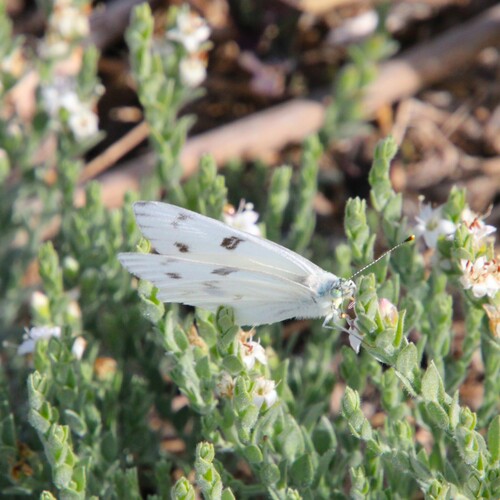 iNaturalist observation photo of Checkered White