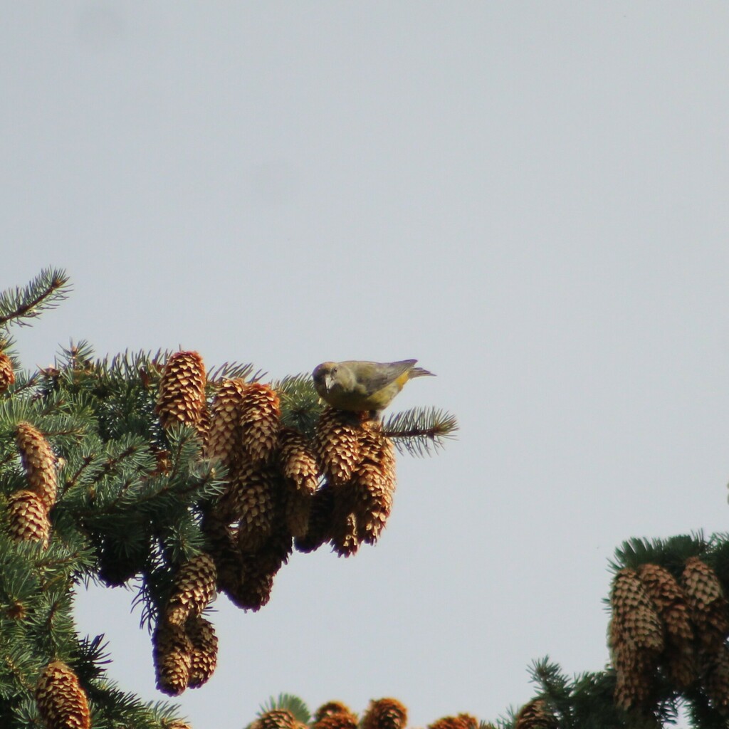 Red Crossbill From Caldwell Id Usa On October At Pm By Jamesjarrett Inaturalist