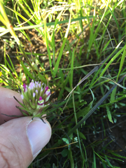 Castilleja densiflora densiflora