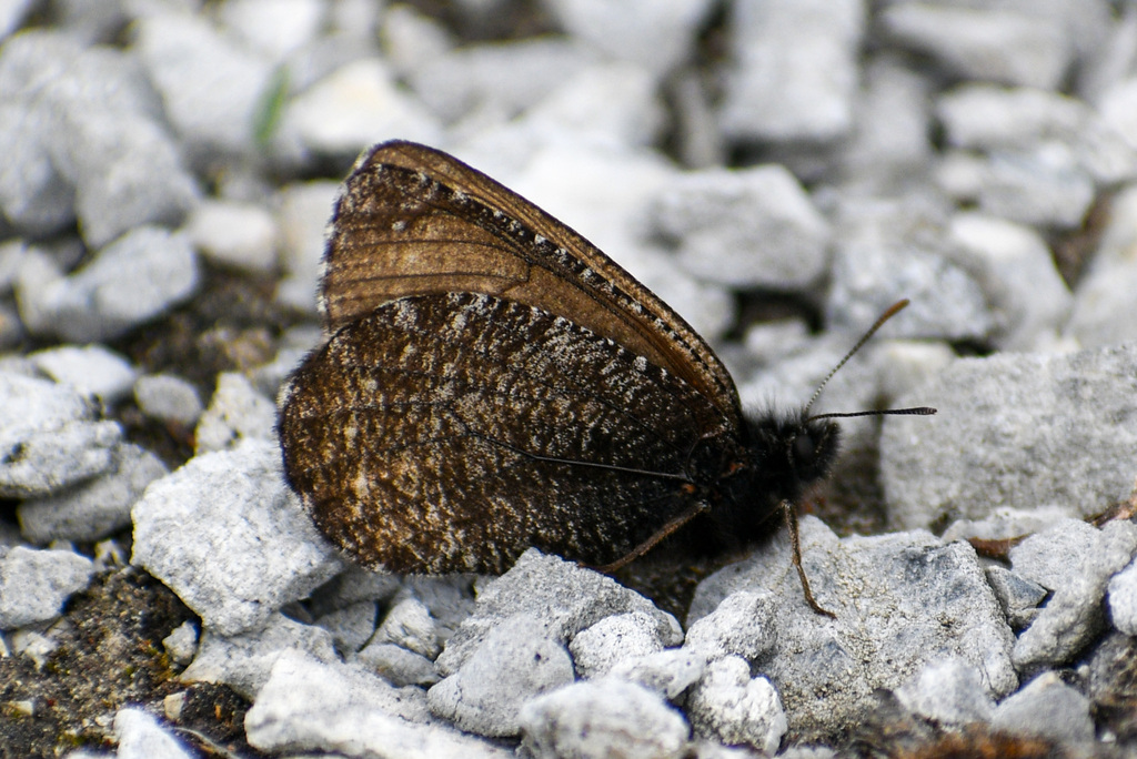 Oeneis beanii