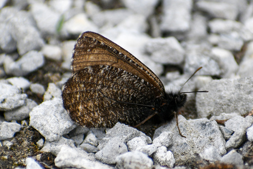 Oeneis beanii