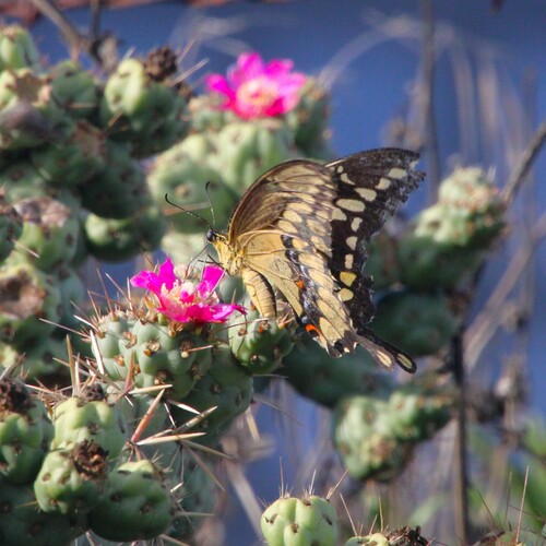 iNaturalist observation photo of Western Giant Swallowtail