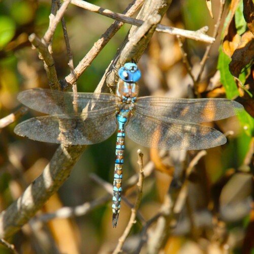 iNaturalist observation photo of Blue-eyed Darner