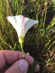 Calystegia purpurata
