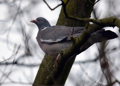 Columba palumbus