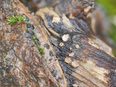 Trichopeziza