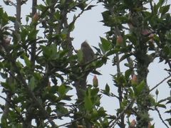 Colius striatus minor