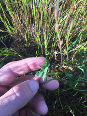 Calystegia purpurata