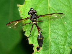 Salpingogaster