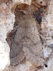 Orthosia pacifica