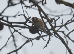 Carduelis carduelis