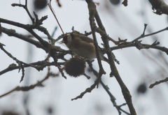 Carduelis carduelis