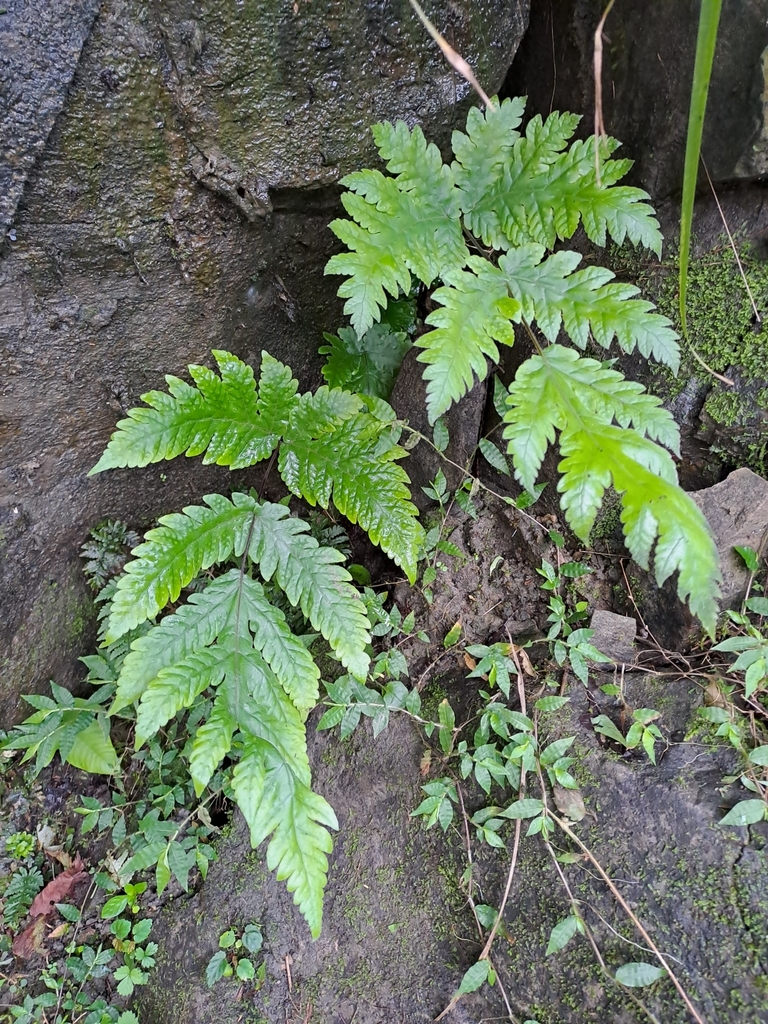 Tectaria coadunata