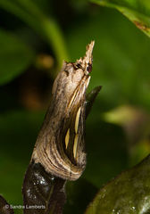 Schistorhynx argentistriga