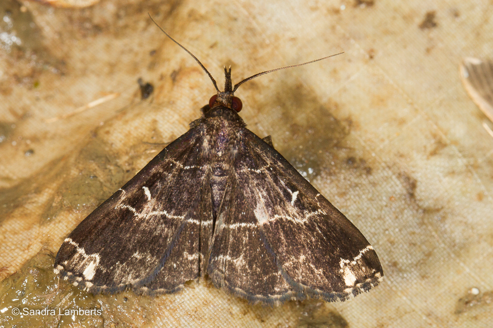 Adrapsa marmorea