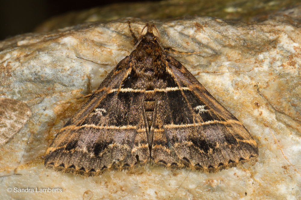 Bertula delosticha