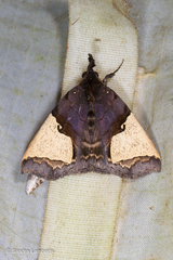 Ochrotrigona praetextata