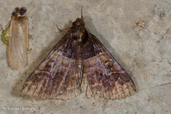 Bertula alpheusalis