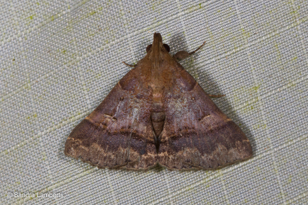Bertula erectilinea