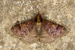 Raphiscopa serrata