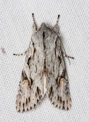 Egira crucialis