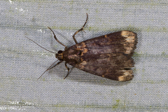 Echanella temperata