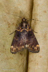 Echanella temperata