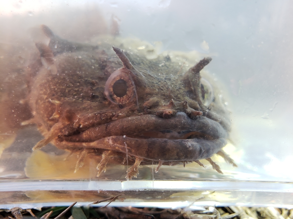 Gulf toadfish (Opsanus beta) — Batrachoididae