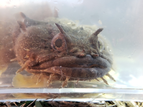 Gulf toadfish (Opsanus beta) — Batrachoididae