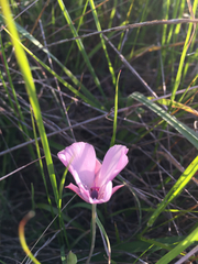 Calochortus umbellatus