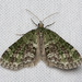 Olive-and-black Carpet Moth - Photo (c) Jim Johnson, some rights reserved (CC BY-NC-ND), uploaded by Jim Johnson