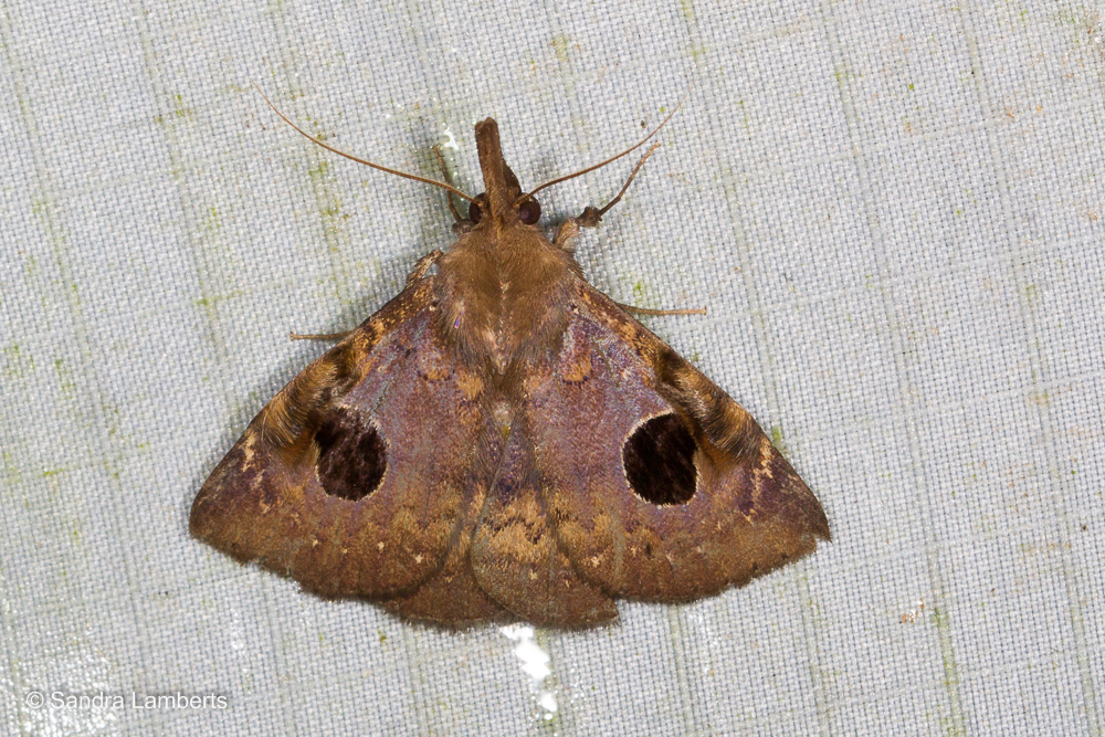Mosopia megaspila
