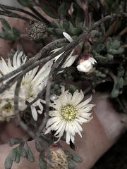 Lampranthus falcatus