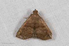 Herminia annulata