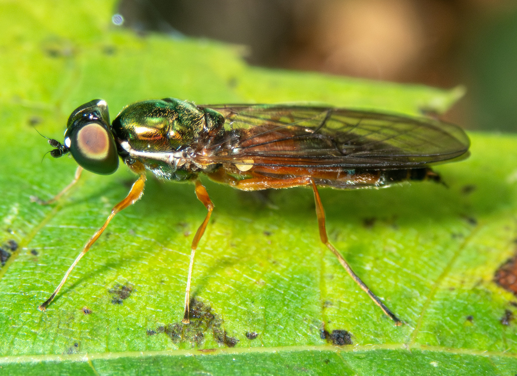 Twin-Spot Centurion Fly