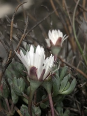 Lampranthus falcatus