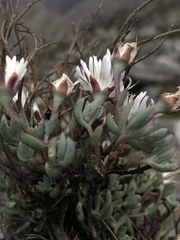 Lampranthus falcatus