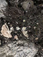 Lampranthus falcatus