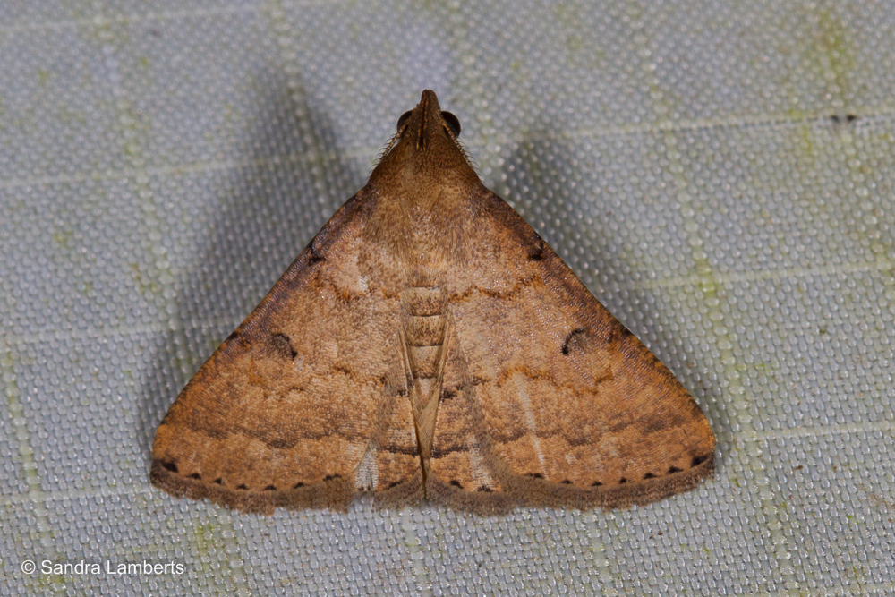 Mosopia eudoxusalis