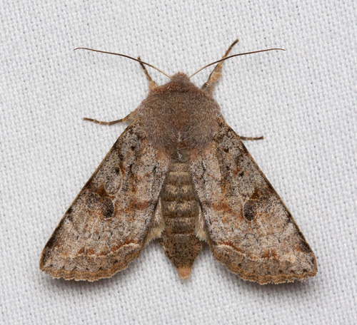Speckled Green Fruitworm Moth