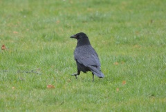 Corvus corone