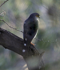 Accipiter minullus