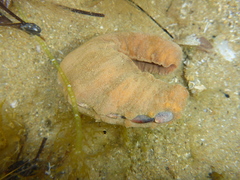 Cryptoplax striata