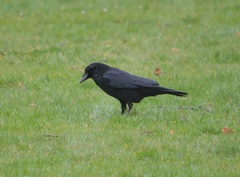 Corvus corone
