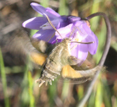 Proserpinus clarkiae