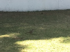 Toxostoma curvirostre