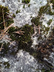 Orthotrichum diaphanum