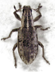 Sitona discoideus