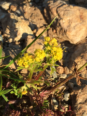 Lomatium utriculatum