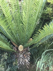 Encephalartos altensteinii